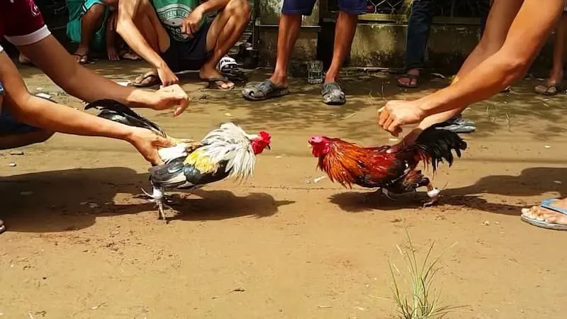 Đá Gà Fb68 Giúp Anh Em Cược Thủ Thỏa Mãn Đam Mê 2 Cập nhập các trận đấu liên tục